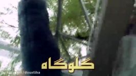 فیلم گلوگاه