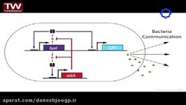 سخنرانی‌های جالب TED دوبله به کارگیری باکتری برای تشخیص درمان سرطان