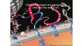 What the sugar coating on your cells is trying to tell you  Carolyn Bertozzi