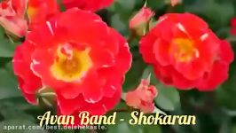 Avan Band  Shokaran                 آوان باند  شوکران