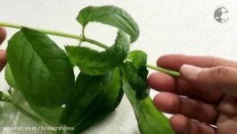 آموزش کاشت تکثیر نعناع در گلدان باغچه  How To Grow Mint In Pot