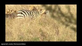 Lion vs Zebra Real fight ➤ Con mồi đánh trả Animals attack and hunt failed 2017