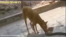 حمله انتحاری حیوانات # 6  سگ حمله مار  حیوانات شگفت ا