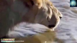 When Prey Fights Back  Most Amazing Animal Attack Fails 2016