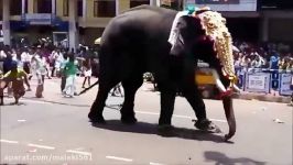 فیل حمله انسان  تسلیحات فیل حمله  فیل گله حملات موتو