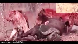 مبارزه حیوانات شگفت انگیز  سگ وحشی Hyena Lion Hyenas