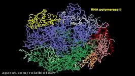 RNA pol II