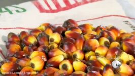 How Its Made  Palm Oil
