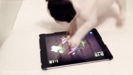 Cute Animals Playing with Ipads