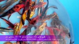 فروش ماهی کوی باله بلند سایز ۱۷ سانتی متر