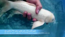 فروش ماهی کوی باله بلند سایز ۳۵ سانتی متر