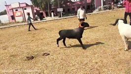 Goat Fights Sheep Fight GOA Skull Smashing Extreme Fights  ANIMAL FIGHTS SG S8 S6