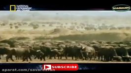 Buffalo Vs Lion Fight To Death HD  Animals Fight