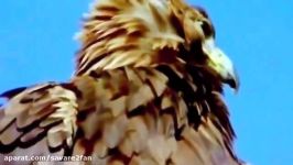 شکار تماشایی حیرت انگیز حیوانات توسط عقاب تیزبین چالاک