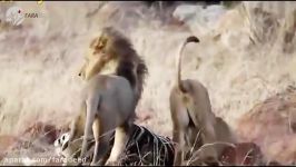 شکار ناگهانی گورخر توسط شیر هجوم شیرهای گرسنه