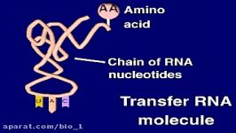 Protein Synthesis Translation Process