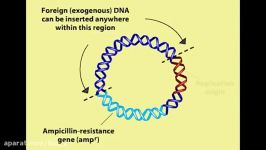 DNA cloning