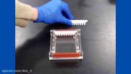 Gel electrophoresis