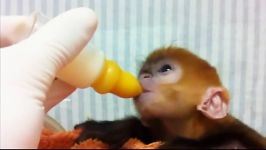 شیر خوردن نمک بچه میمون