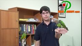 آموزش طوطی .iranparrot.com حرفه ای ترین فروم طوطیسانان