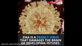 کشتن سلول های سرطانی مغز توسط ویروس زیکا