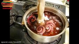 Live Octopus Eating  Octopus Cooking Alive  Octopus Food