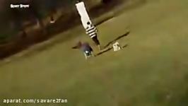 حمله عجیب عقاب وحشی به انسان ربودن یک کودک در پارک