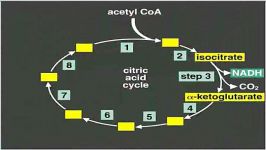 چرخه اسید سیتریک در میتوکندری