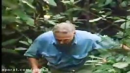 Wow  the biggest flower in the world  Titan Arum  David Attenborough  BBC w