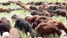 چراء گوسفندان ما در ییلاق اذربایجان غربی كأنی سفید