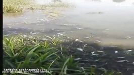 مرگ هزاران قطعه ماهی در رودخانه گاماسیاب کرمانشاه