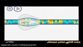 آموزش جامع زیست پیش دانشگاهی  رهپویان