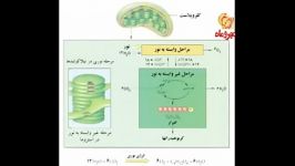 جمع بندی فصل فتوسنتز 2