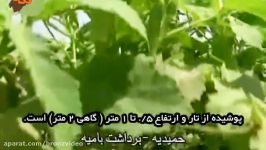 خواص بامیه؛ بهترین برای مبارزه بیماری های مقاربتی