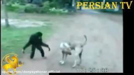 اذیت های خنده دار سگ گربه توسط میمون