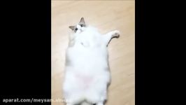تنبل ترین لش ترین گربه جهان کلیپ خنده دار
