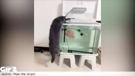 GIFS WITH SOUND #271 GWS4ALL FUNNY GIFS With Sound