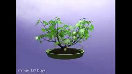 Go Bonsai  Growing Tree Simulation