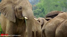 Amazing Elephant Save Baby Elephant From Crocodile Hunting  Animals Hunting Fail