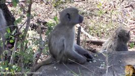 Shame Poor Baby Baboon With Broken Paw Scared By Warthog