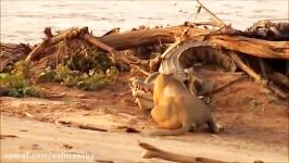 Lion protects his baby from crocodile amazing