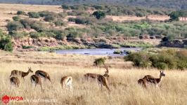 Amazing Baboons Save Impala From Cheetah Attack In Africa.