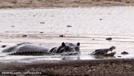 Young Hippo Tries to Play With Crocodile  National Geographic