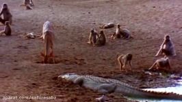 Amazing Crocodile Attack Baboon  Lucky Prey Escaped Death But Was Badly Injured.