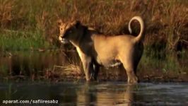 Crocodile Vs Lion  Lion Loses Battle And Seriously Injured.