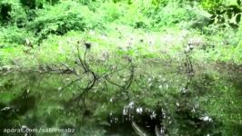 Brave Dog Vs Crocodile On The River Bank  Crocodile Attack Animals.