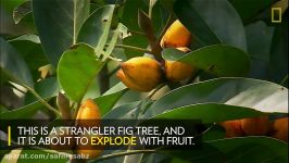 See Why Animals Flock to This Tree Every Two Years  National Geographic