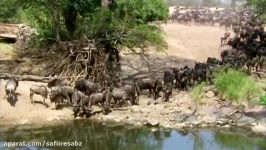 Crocodile Attack Baby wildebeest  Baby Try To Fight Weakly