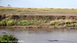 Amazing Crocodile Hunting Impala Underwater  The Battle Of Nature.