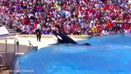 Seaworld SHAMU Killer Whale Show